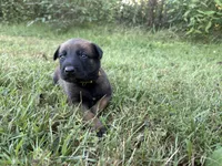 Katniss Everdeen (yellow), a female Belgian Malinois for sale in Peebles, OH – 1 of 9