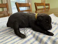 Harry Potter (yellow), a male Belgian Malinois for sale in Peebles, OH – 2 of 3
