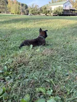  Bruce Wayne (dark green), a male Belgian Malinois for sale in Peebles, OH – 2 of 7