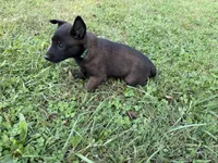 Peter Parker (light blue), a male Belgian Malinois for sale in Peebles, OH – 2 of 7