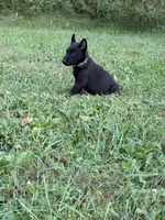 Clark Kent (dark blue), a male Belgian Malinois for sale in Peebles, OH – 5 of 8