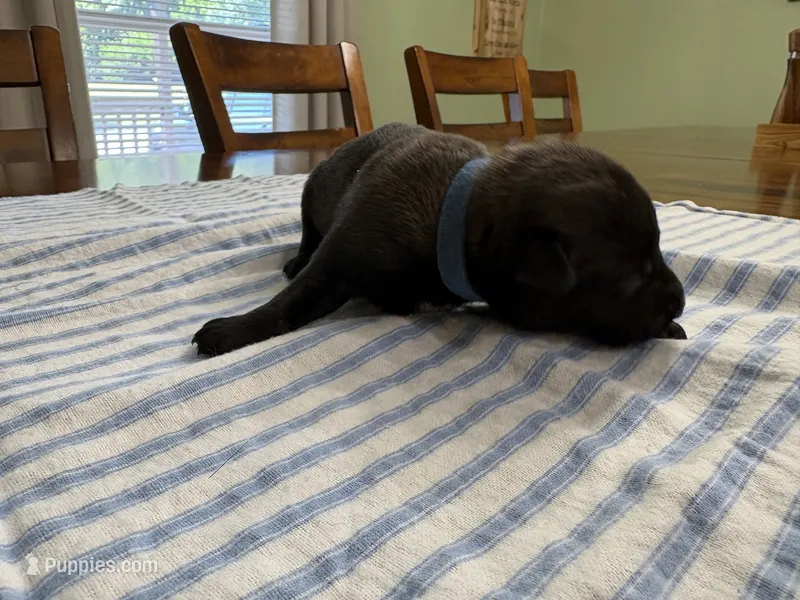 Clark Kent (dark blue) – Belgian Malinois puppy for sale in Peebles, OH