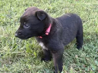 Holly Golightly (Dark pink), a female Belgian Malinois for sale in Peebles, OH – 4 of 4