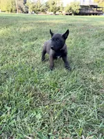 Sherlock Holmes (brown), a male Belgian Malinois for sale in Peebles, OH – 1 of 8