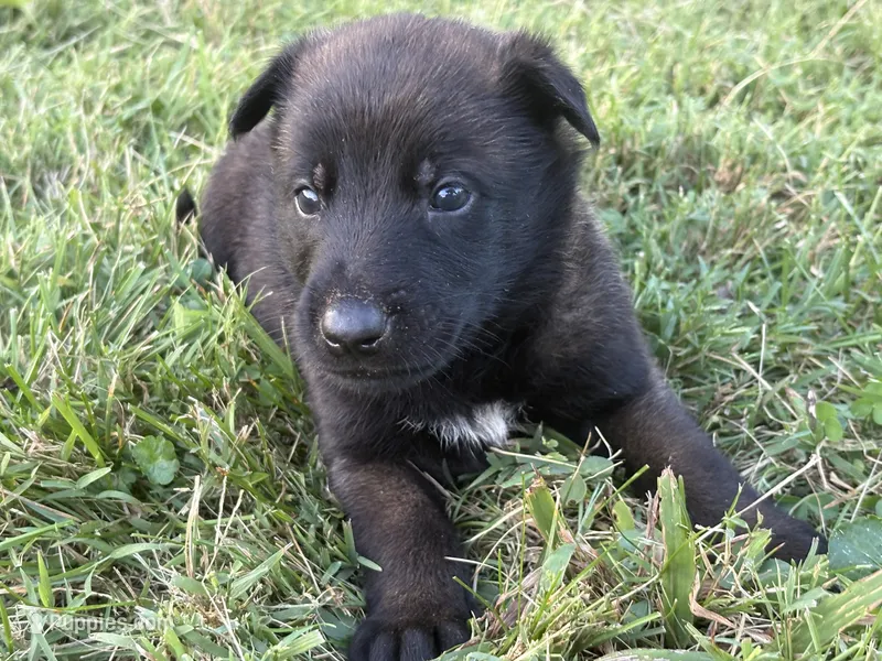  Bruce Wayne (dark green) – Belgian Malinois puppy for sale in Peebles, OH
