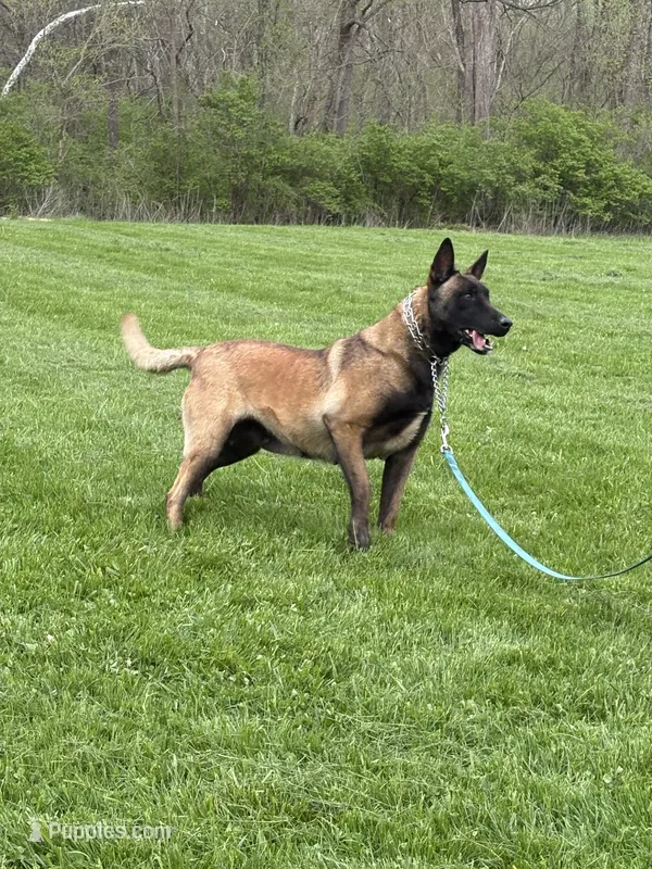 Belle – Belgian Malinois puppy for sale in Cincinnati, OH