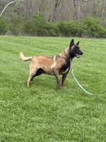 Belle, a female Belgian Malinois for sale in Cincinnati, OH – 1 of 4