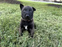 Sherlock Holmes (brown), a male Belgian Malinois for sale in Peebles, OH – 7 of 8