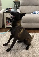 GI Jane, a female Belgian Malinois for sale in Cincinnati, OH – Photo 2 of 10