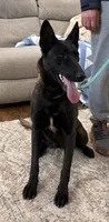 GI Jane, a female Belgian Malinois for sale in Cincinnati, OH – Photo 6 of 10