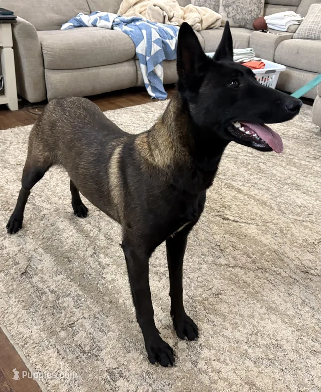 GI Jane – Belgian Malinois puppy for sale in Cincinnati, OH