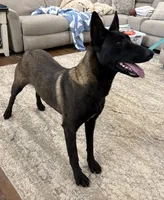 GI Jane, a female Belgian Malinois for sale in Cincinnati, OH – Photo 1 of 10