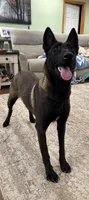 GI Jane, a female Belgian Malinois for sale in Cincinnati, OH – Photo 5 of 10