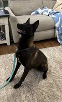 GI Jane, a female Belgian Malinois for sale in Cincinnati, OH – Photo 3 of 10