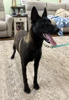 GI Jane, a female Belgian Malinois for sale in Cincinnati, OH – Photo 9 of 10