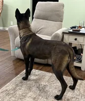 GI Jane, a female Belgian Malinois for sale in Cincinnati, OH – Photo 7 of 10