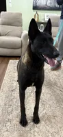 GI Jane, a female Belgian Malinois for sale in Cincinnati, OH – Photo 4 of 10