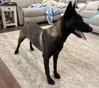 GI Jane, a female Belgian Malinois for sale in Cincinnati, OH – Photo 10 of 10