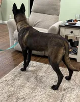 GI Jane, a female Belgian Malinois for sale in Cincinnati, OH – Photo 8 of 10