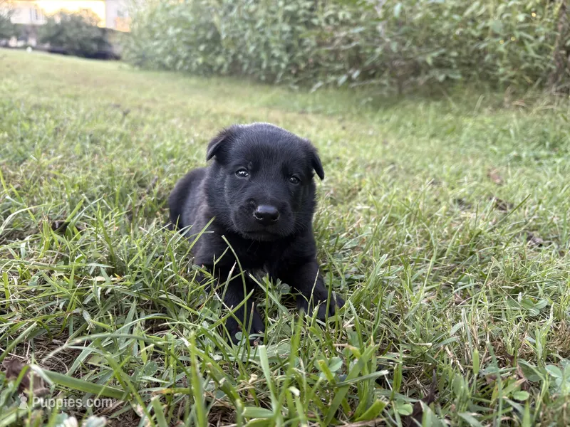 Indiana Jones (black) – Belgian Malinois puppy for sale in Peebles, OH