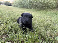 Indiana Jones (black), a male Belgian Malinois for sale in Peebles, OH – 1 of 7