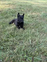 Clark Kent (dark blue), a male Belgian Malinois for sale in Peebles, OH – 4 of 8