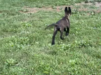 Cleveland, a male Belgian Malinois for sale in Cincinnati, OH – 2 of 9