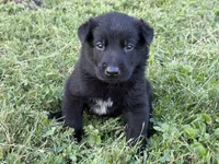 Indiana Jones (black), a male Belgian Malinois for sale in Peebles, OH – 3 of 7