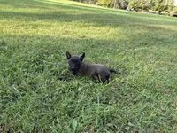 Sherlock Holmes (brown), a male Belgian Malinois for sale in Peebles, OH – 5 of 8