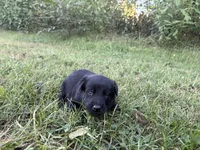 Indiana Jones (black), a male Belgian Malinois for sale in Peebles, OH – 3 of 7