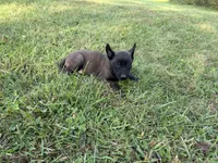 Sherlock Holmes (brown), a male Belgian Malinois for sale in Peebles, OH – 4 of 8