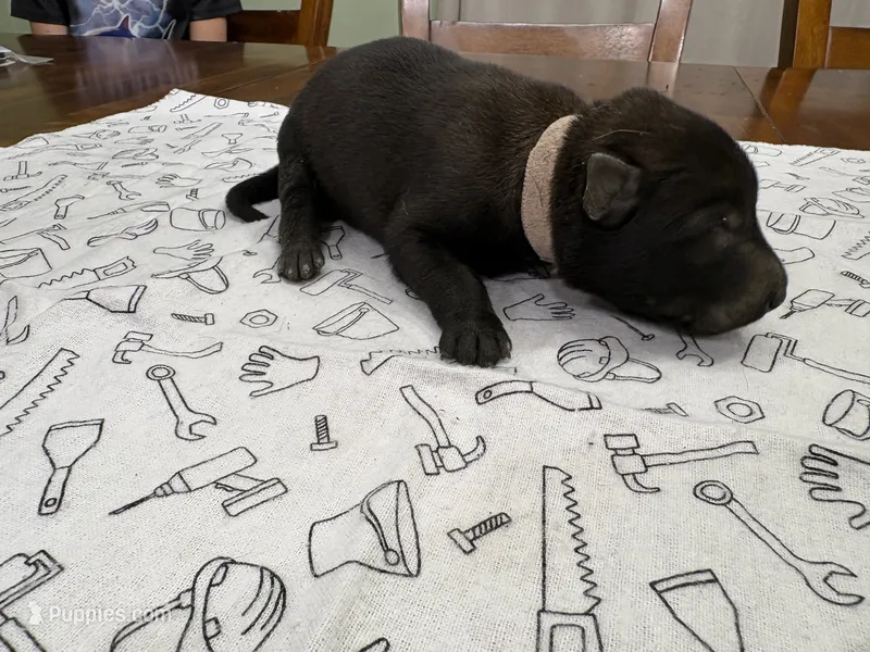 Willow (pink) – Belgian Malinois puppy for sale in Peebles, OH