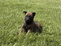 Nashville, a male Belgian Malinois for sale in Cincinnati, OH – Photo 2 of 8