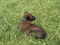 Nashville, a male Belgian Malinois for sale in Cincinnati, OH – Photo 6 of 8