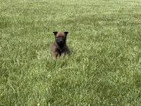 Nashville, a male Belgian Malinois for sale in Cincinnati, OH – Photo 8 of 8