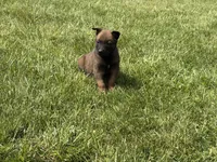 Nashville, a male Belgian Malinois for sale in Cincinnati, OH – Photo 4 of 8