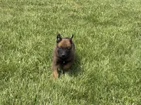 Nashville, a male Belgian Malinois for sale in Cincinnati, OH – Photo 3 of 8