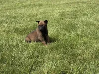 Nashville, a male Belgian Malinois for sale in Cincinnati, OH – Photo 5 of 8