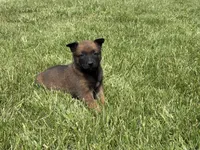 Nashville, a male Belgian Malinois for sale in Cincinnati, OH – Photo 1 of 8
