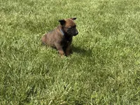 Nashville, a male Belgian Malinois for sale in Cincinnati, OH – Photo 7 of 8