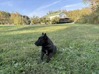  Bruce Wayne (dark green), a male Belgian Malinois for sale in Peebles, OH – 4 of 7