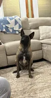 Belle, a female Belgian Malinois for sale in Cincinnati, OH – 2 of 4