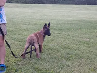 Cheyenne, a female Belgian Malinois for sale in Cincinnati, OH – 5 of 10