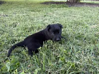 Indiana Jones (black), a male Belgian Malinois for sale in Peebles, OH – 5 of 7
