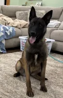 Fuel, a female Belgian Malinois for sale in Cincinnati, OH – Photo 2 of 6