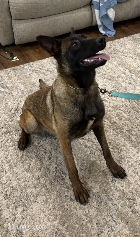 Fuel – Belgian Malinois puppy for sale in Cincinnati, OH