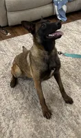 Fuel, a female Belgian Malinois for sale in Cincinnati, OH – Photo 1 of 6