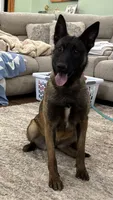 Fuel, a female Belgian Malinois for sale in Cincinnati, OH – Photo 3 of 6