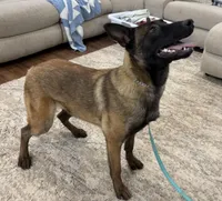 Fuel, a female Belgian Malinois for sale in Cincinnati, OH – Photo 5 of 6