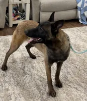 Fuel, a female Belgian Malinois for sale in Cincinnati, OH – Photo 4 of 6